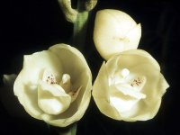 image-waterorchids-1759.jpg