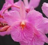 image-waterorchids-1718.jpg