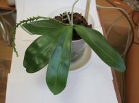 phal. little leopard.jpg