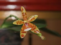 phal. little leopard цветение.jpg