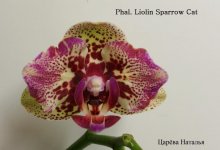 Phal. Liolin Sparrow Cat.jpg