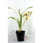 cymbidium-valerie-absolonova-ruby-lip-.jpg