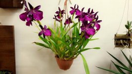 MILTONIA BLUNTII X MOORELIENA.jpg