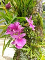 MILTONIA BLUNTII X MOORELIENA1.jpg