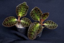 image-orchideeen_shop-348.jpg