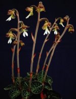 image-orchideeen_shop-154.jpg