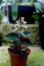 image-orchideeen_shop-238.jpg