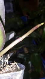 IMAG0930.jpg