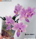 Phal. Jiaho Pink Girl mini.jpg