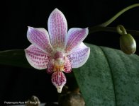 Phalaenopsis schilleriana. x. minus.jpg