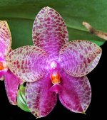phalaenopsis-mok-choi-yew-gigantea-x-violacea-foto-3220.jpg