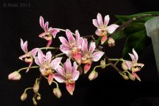 Phal. equestris x minus (Donna's Delight).jpg