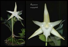 Angraecum-sesquipedale3.jpg