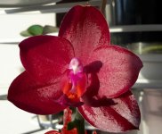 Phal Mituo King Red Pepper2.jpg