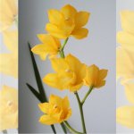 Cymbidium Shiny Yellow.JPG