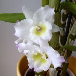 Dendrobium Spring Dream Apollon.jpg