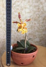 Psychopsis papilio x Psychopsiella limminghei 2.jpg