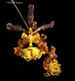 Psychopsis papilio x Psychopsiella limminghei 3.jpg