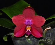 Phal. LD's Bear King 'Ben Belton.jpg