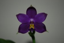 violacea indigo.jpg