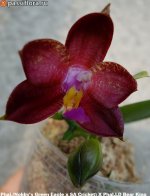 Phal.(Nobby's-Green-Eagle-x-SA-Cricket)-X-Phal.LD-Bear-King.jpg