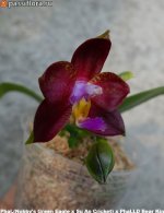 LTNA-119-Phal.(Nobby's-Green-Eagle-Su-An-Cricket)-X-Phal.LD-Bear-King.jpg