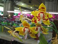 Phal Joy Spring Tina.jpg