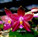 Phal Zheng Min Pterodactylus #1.jpg