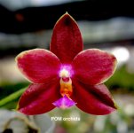 Phal Zheng Min Pterodactylus #2.jpg