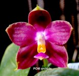 Phal Zheng Min Pterodactylus #4.jpg