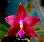 Phal Zheng Min Pterodactylus 'POM'.jpg