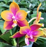 Phal Hawaii Dragon Girl x KS happy eagle  seedling.jpg