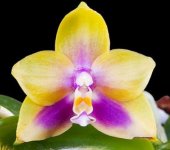 Phal Hawaii Dragon Girl x KS happy eagle  seedling тоже.jpg