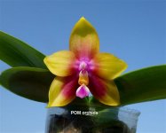 Phal. Yaphon Eagle Eye #1.jpg