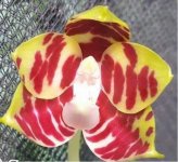 image-mikiorchid-1375.jpg