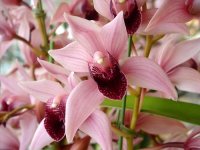 Cymbidium Devon Wine Million Veil dkl. Rosa, dkl. Lippe.jpg