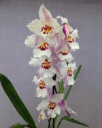 Miltonidium Fall in Love 'White Fairy' (Miltonidium Memoria Mary Kavanaugh x Oncidium Helen Stea.jpg