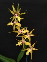 Aliceara Pacific Nova 'Hilo Stars' Brassidium Shooting Star x Miltonia clowesii.jpg