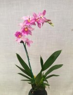 Miltonidium Carnivale 'Rio' (Oncidium Wally x Miltonia Guanabara).jpg