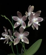 phal. tetraspis серо-голубой.jpg