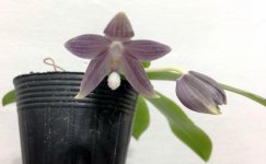 phal tetraspis grey.jpg