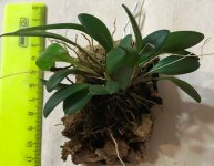 Pleurothallis 1.jpg