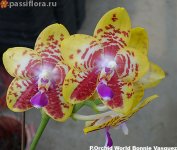 Orchid-World-Bonnie-Vasquez.jpg