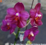 Phal.-Golden-Sun-x--Meidarland-Violacea-Beauty3.jpg