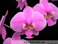 Phal_schilleriana_Nancy_20090204a.jpg