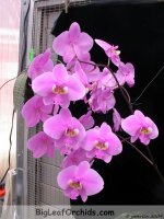 Phal_schilleriana_Nancy_20090204c.jpg