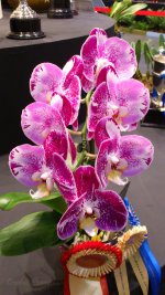 phal2.jpg