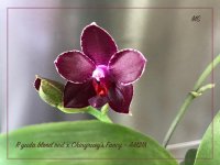 P. yuda blood red x Chingruey's Fancy - AM218.jpg