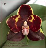 P. Yaphon Pearl Noir (Haur jin princess x Gigantea) - Top Exclusive-1.jpg