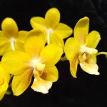 p.yellow chololate.jpg